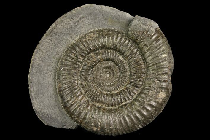 Ammonite (Dactylioceras) Fossil - England #174295
